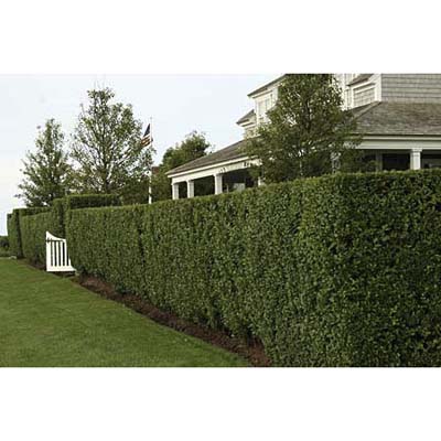 Landscape Privacy Screens