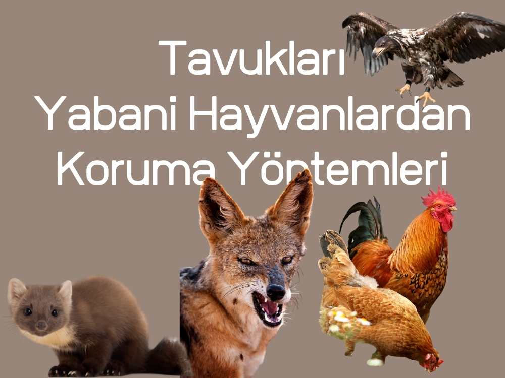 Tavukları Yabani Hayvanlardan Koruma Yöntemleri