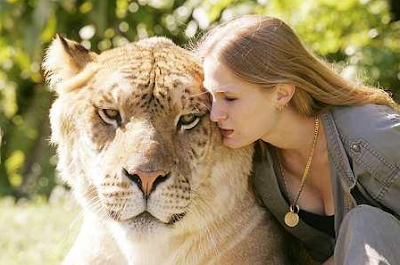 animal news animals, liger, ligers, tiger-lion offsprings, lion-tiger offsprings, world's largest cat of the world, largest cat on the earth, sinbad the liger, hercules the liger, tiger lion hybrid of lion and tiger, tiger lion crossbreed, hybrid of tiger and lion, ligers the top hybrid animal, in love of animal, animal lover, love of tiger, call of the wild, call of the wild animal