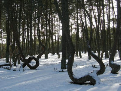 Pohon Pinus yang menari