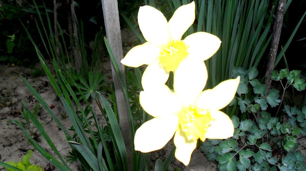 Narcissus poeticus - Nargis Flowers