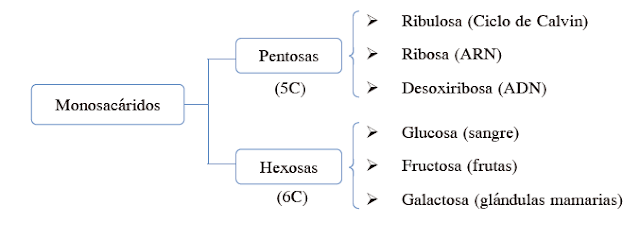 Los monosacáridos son carbohidratos simples, como la glucosa y la fructosa, que constan de una sola molécula de azúcar. Son la unidad básica de los carbohidratos.