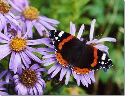 Red_Admiral_on_Mich_Daisies