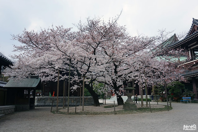 東長寺の桜、福岡