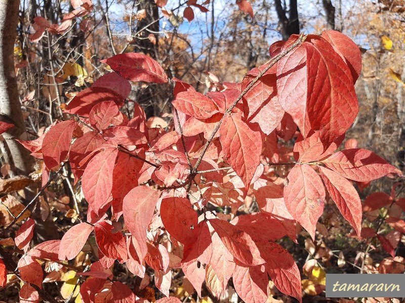 Бересклет малоцветковый (Euonymus pauciflorus)