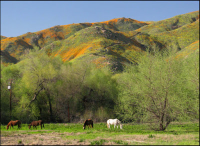 California, wildflowers, superbloom, super bloom, poppies, horse, horses, Lake Elsinore, Walker Canyon