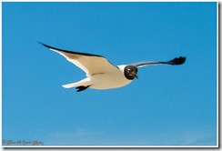 aves3
