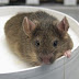 Mouse cloned from a drop of blood!