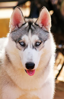 white siberian husky, different breeds of dogs pictures