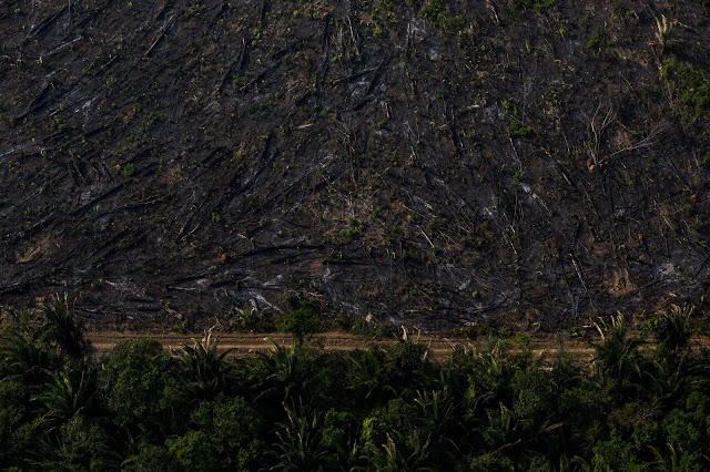 Área desmatada e queimada. Fogo usado em pastagens para renovar o capim para o gado. Foto: Flavio Forner/Ambiental Media