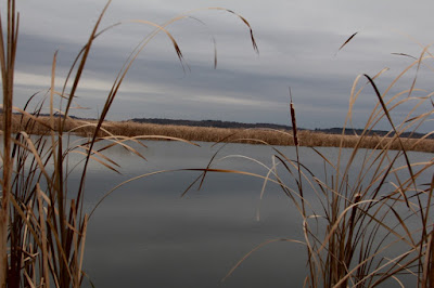 marshes are looking as cold as they feel