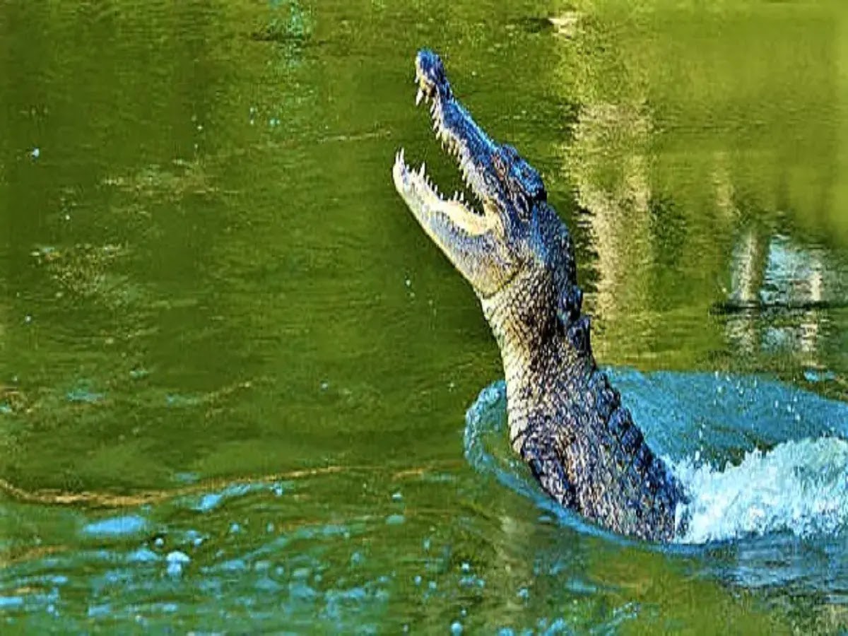 Are crocodiles dangerous