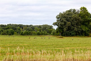 photo of sandhill cranes in field