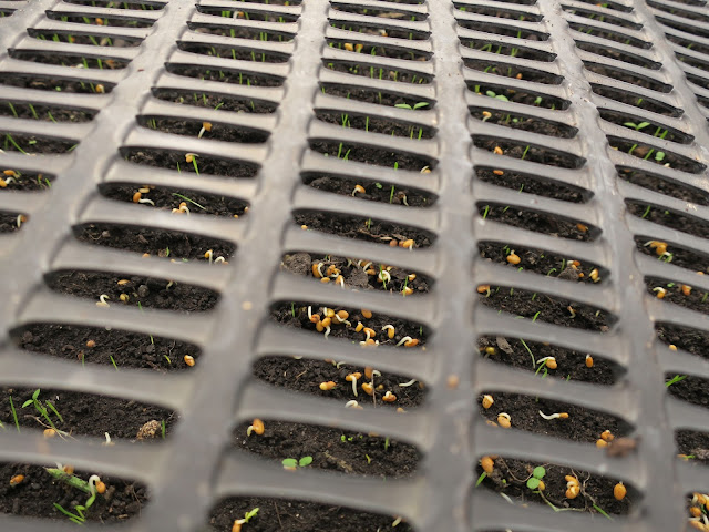 Red clover germinating under a heavy black mesh