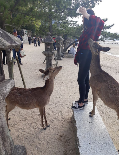 Deer on Miyajima Island