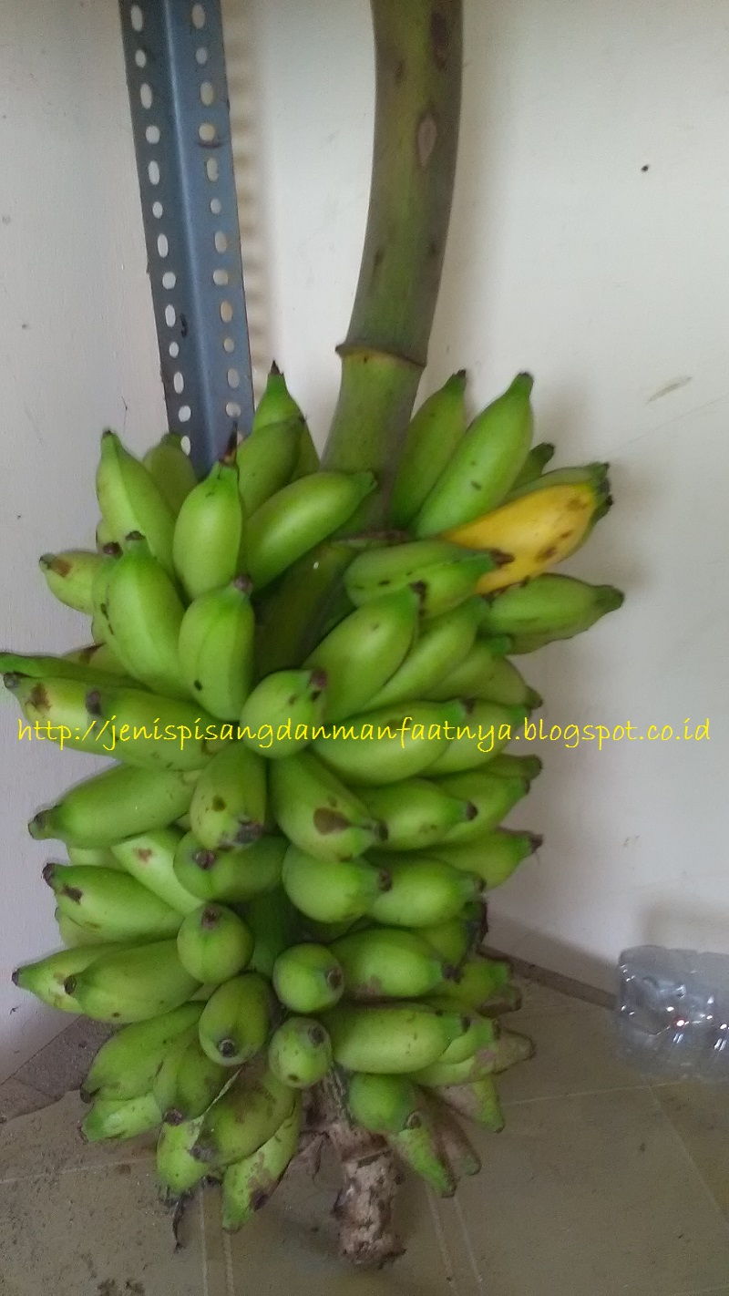 Gambar Pisang 40 Hari-Satu Tandan Pisang 40 Hari Mentah