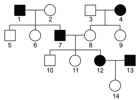 Analise o heredograma, no qual os indivíduos afetados por uma característica genética estão indicados pelos símbolos escuros