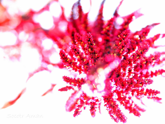 Amaranthus cruentus