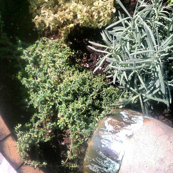 Whiskey Barrel Planter