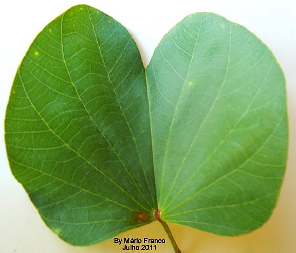 Leaf  Bauhinia variegata