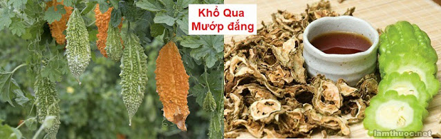 SỔ TAY CÂY THUỐC VÀ VỊ THUỐC ĐÔNG Y - KHỔ QUA