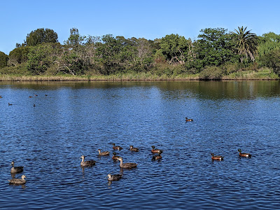 ducks in a river