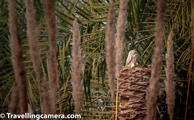 The spotted Owlet is a short and stocky bird with greyish-brown upperparts with white spots. It's yellow keen eyes were visible through the binoculars. The Spotted Owlet roosts during the in parties of 3-4 owls in tree cavities, leaves, or branches. They are mostly nocturnal but can sometimes be spotted during the day. They are found in farmlands and close to human settlements because of abundance of prey such as small rodents there. 