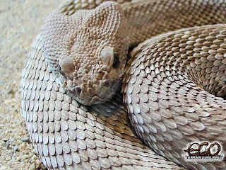 Rattle Snakes Wallpapers