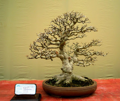 Bonsai Ampelas Putih