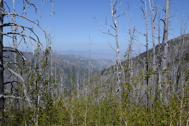 smoky, sharper canyon