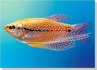 TROPICAL FISH ASIA: Ornamental Fish Family Most Popular in 