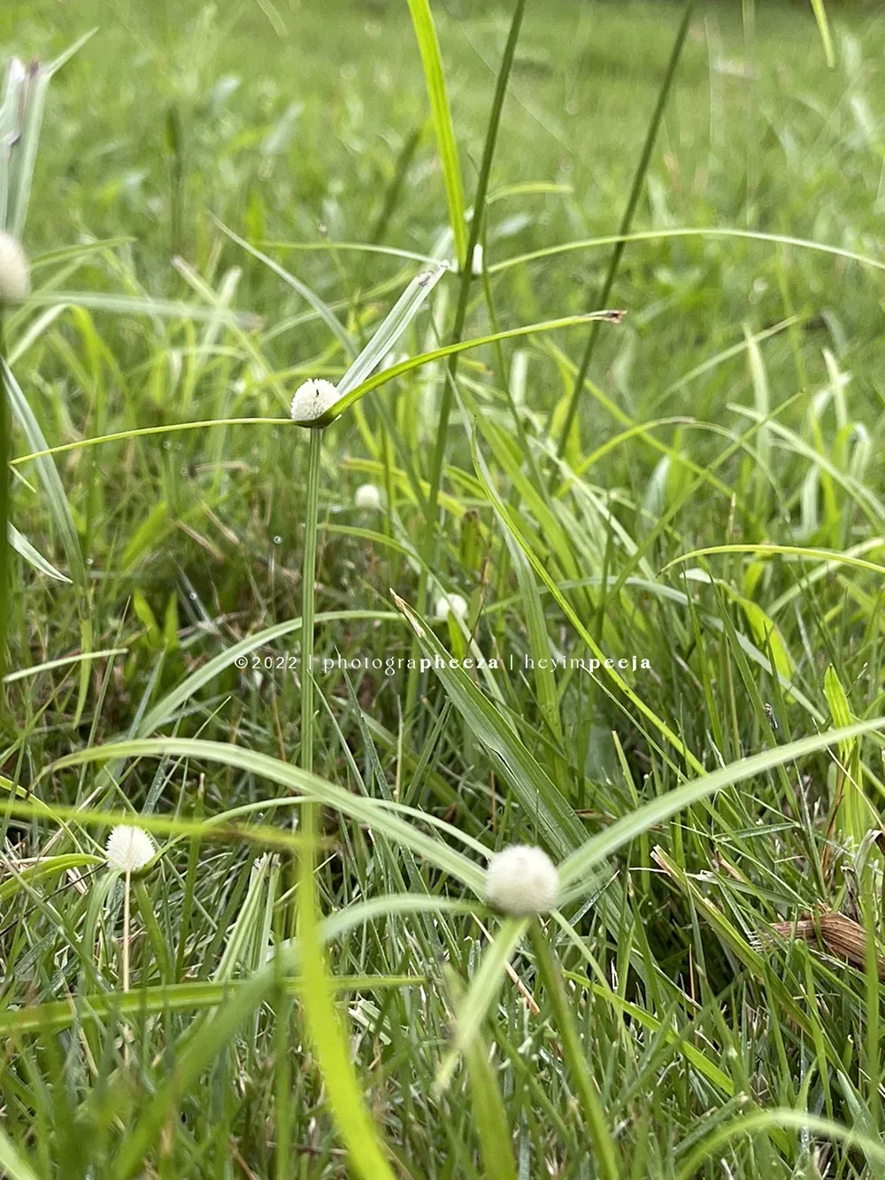 rumput helikopter bunga putih