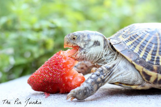 turtle eating strawberry