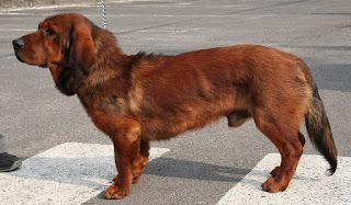 Alpine Dachsbracke-pet-dog-dog breeds