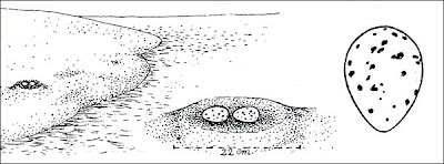 Charrán picudo Phaetusa simplex