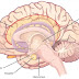 CINGULATE GYRUS ve Limbik Sistem