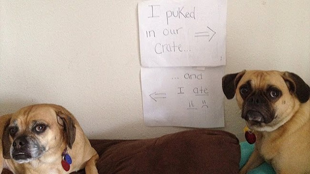 Funny dog shaming, funny dog pictures, funny dogs, dog shaming