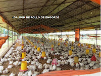 Como Hacer Un Galpon Para Pollos De Engorde