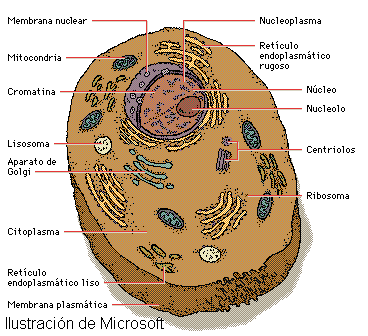 celula animal y sus partes. celula animal y sus partes.