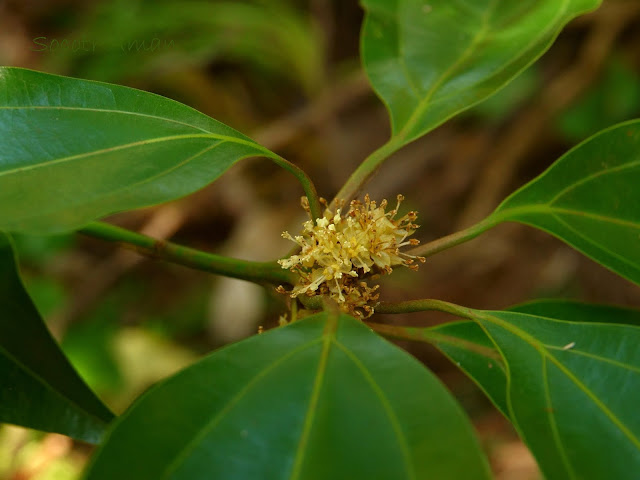 Neolitsea sericea