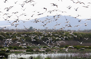 Estérnidos y gaviotas volando sobre la colonia. Terns and gulls flying over the colony