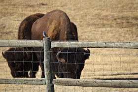 Buffalo Bison Mountain Bluebird in Custer State Park by Dakota Visions Photography LLC