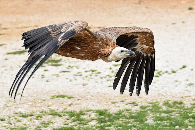 Foto de Buitre Leonado Volando