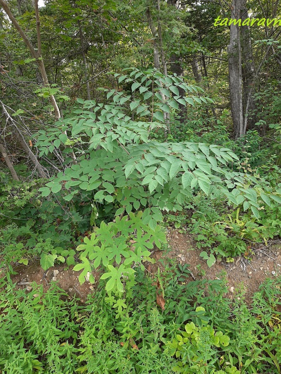 Аралия высокая / Аралия маньчжурская (Aralia elata, =Aralia mandshurica)