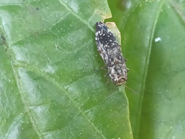 Agrilus lecontei, Kumbang Penggerek Batang Pohon