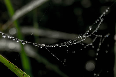 spider web photography