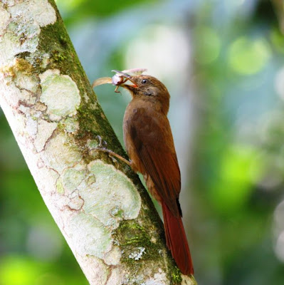 Plain brown Woodcreeper