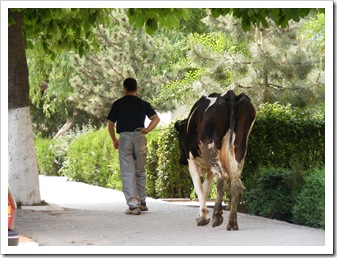 vaca