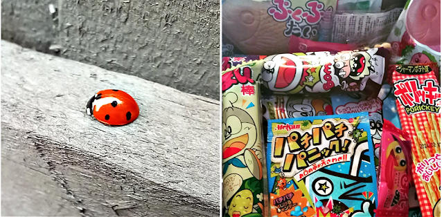 Ladybird and Japanese snacks