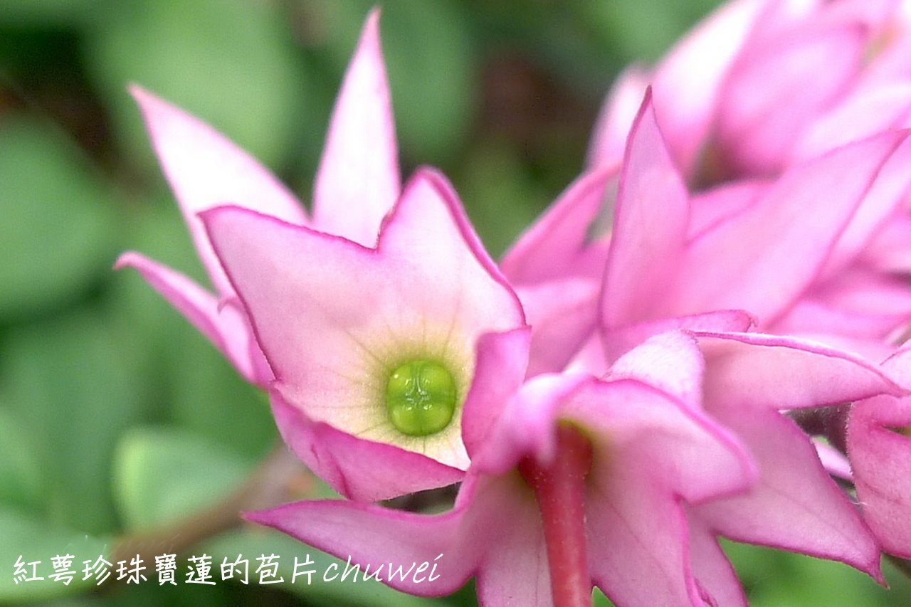悠然庭 21 06 09 紅萼珍珠寶蓮